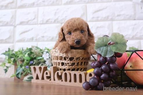 成約済の滋賀県のトイプードル-191754の4枚目