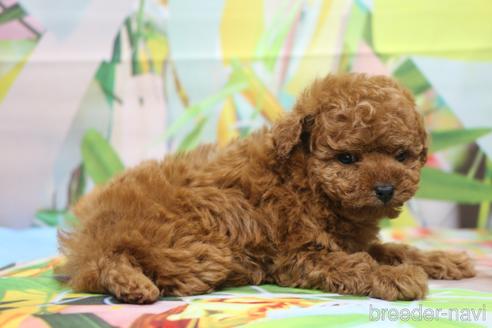 成約済の千葉県のタイニープードル-188226の3枚目