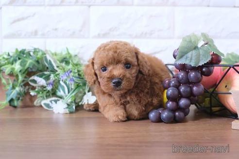 成約済の滋賀県のトイプードル-191786の1枚目