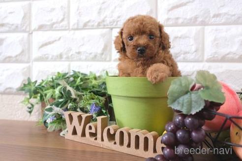 成約済の滋賀県のトイプードル-191786の4枚目