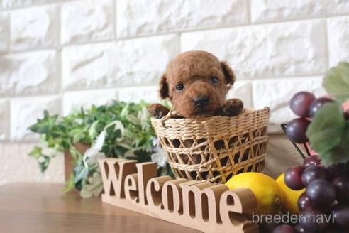 成約済の滋賀県のトイプードル-191793の1枚目