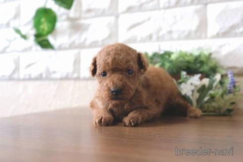 成約済の滋賀県のトイプードル-191793の4枚目