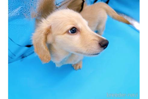 成約済の東京都のミニチュアダックスフンド(ロングヘアード)-192047の8枚目