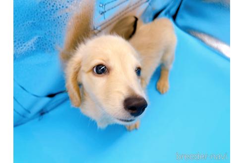 成約済の東京都のミニチュアダックスフンド(ロングヘアード)-192047の9枚目