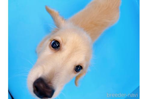 成約済の東京都のミニチュアダックスフンド(ロングヘアード)-192047の2枚目