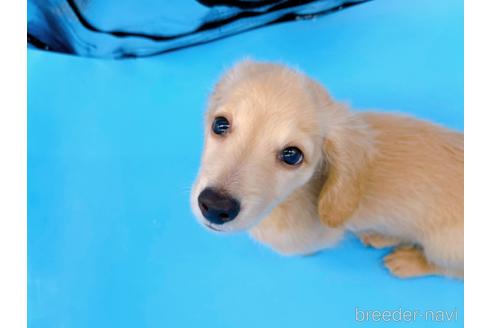 成約済の東京都のミニチュアダックスフンド(ロングヘアード)-192047の3枚目