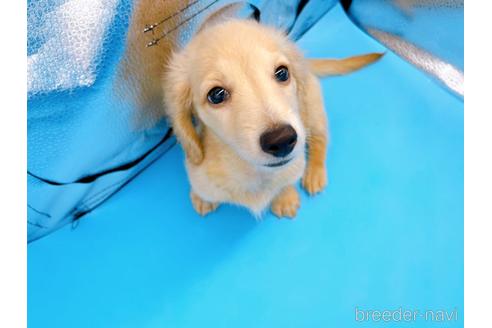 成約済の東京都のミニチュアダックスフンド(ロングヘアード)-192047の4枚目