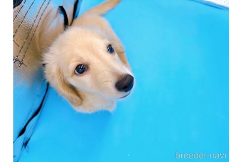 成約済の東京都のミニチュアダックスフンド(ロングヘアード)-192047の5枚目