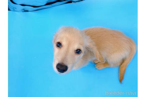 成約済の東京都のミニチュアダックスフンド(ロングヘアード)-192047の6枚目