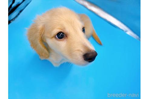 成約済の東京都のミニチュアダックスフンド(ロングヘアード)-192047の7枚目