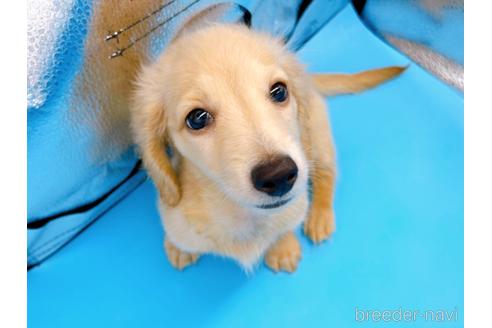 成約済の東京都のミニチュアダックスフンド(ロングヘアード)-192047の1枚目