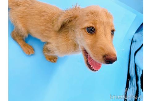 成約済の東京都のミニチュアダックスフンド(ロングヘアード)-192046の15枚目