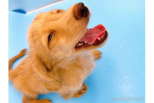 成約済の東京都のミニチュアダックスフンド(ロングヘアード)-192046の18枚目