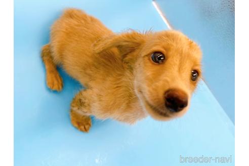 成約済の東京都のミニチュアダックスフンド(ロングヘアード)-192046の16枚目