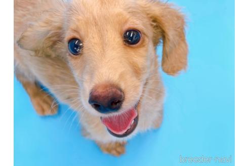 成約済の東京都のミニチュアダックスフンド(ロングヘアード)-192046の14枚目