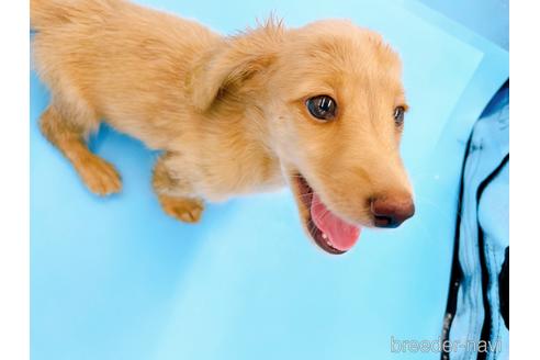 成約済の東京都のミニチュアダックスフンド(ロングヘアード)-192046の13枚目