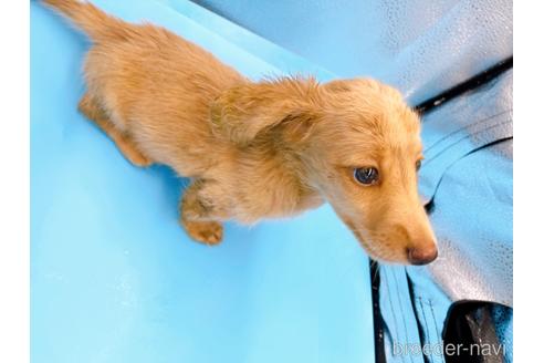 成約済の東京都のミニチュアダックスフンド(ロングヘアード)-192046の11枚目