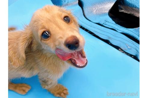 成約済の東京都のミニチュアダックスフンド(ロングヘアード)-192046の10枚目