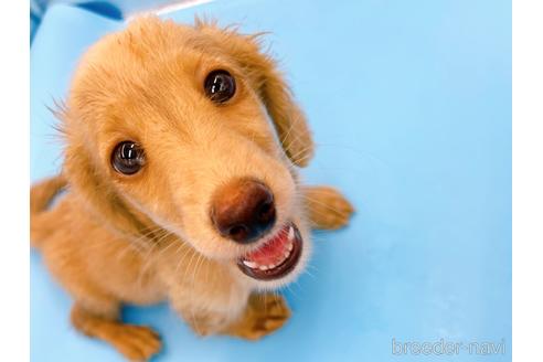 成約済の東京都のミニチュアダックスフンド(ロングヘアード)-192046の9枚目