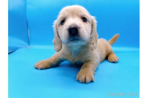 成約済の東京都のミニチュアダックスフンド(ロングヘアード)-192045の2枚目