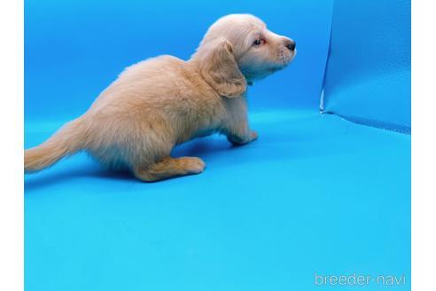 成約済の東京都のミニチュアダックスフンド(ロングヘアード)-192045の3枚目