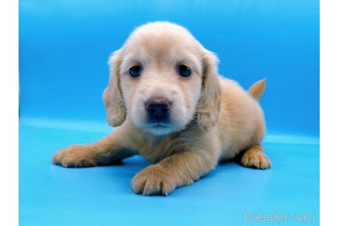 成約済の東京都のミニチュアダックスフンド(ロングヘアード)-192045