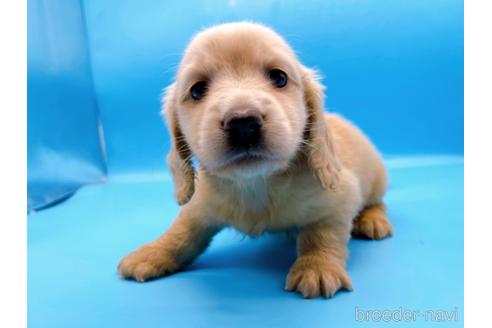 成約済の東京都のミニチュアダックスフンド(ロングヘアード)-192045の5枚目