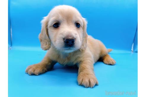 成約済の東京都のミニチュアダックスフンド(ロングヘアード)-192045の6枚目