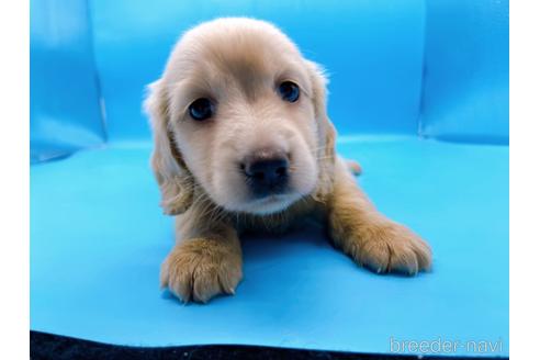 成約済の東京都のミニチュアダックスフンド(ロングヘアード)-192045の7枚目