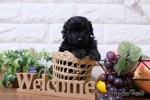 成約済の滋賀県のトイプードル-191801の1枚目