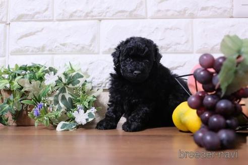 成約済の滋賀県のトイプードル-191801の4枚目