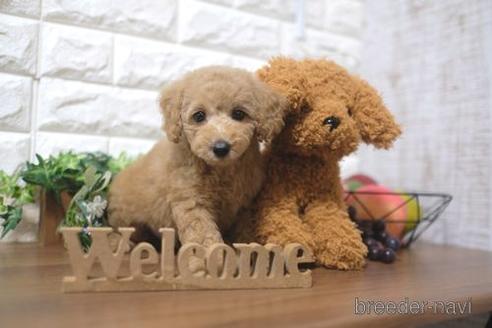 成約済の滋賀県のトイプードル-189641の1枚目