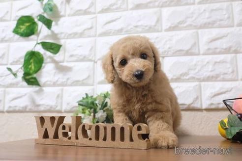 成約済の滋賀県のトイプードル-189641の6枚目