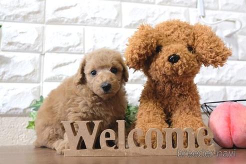 成約済の滋賀県のトイプードル-189641の3枚目