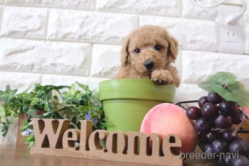 成約済の滋賀県のトイプードル-189641の2枚目