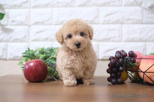 成約済の滋賀県のトイプードル-189648の1枚目