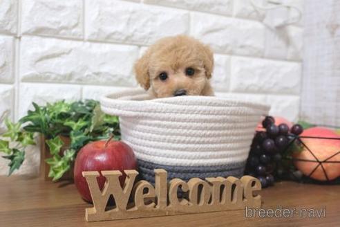 成約済の滋賀県のトイプードル-189648の6枚目