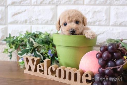 成約済の滋賀県のトイプードル-189648の3枚目