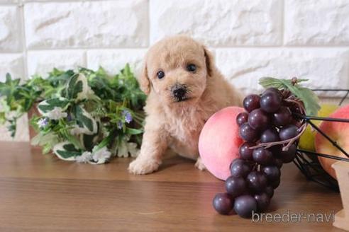 成約済の滋賀県のトイプードル-189648の2枚目