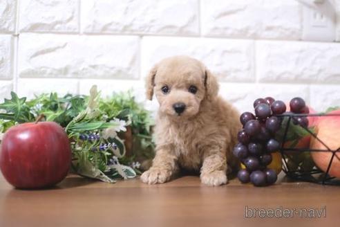 成約済の滋賀県のトイプードル-189651の1枚目