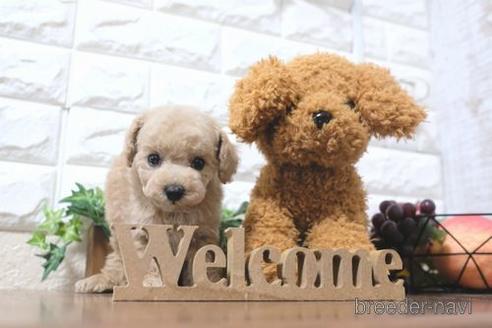 成約済の滋賀県のトイプードル-189651の6枚目