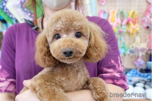 成約済の滋賀県のトイプードル-189651の4枚目