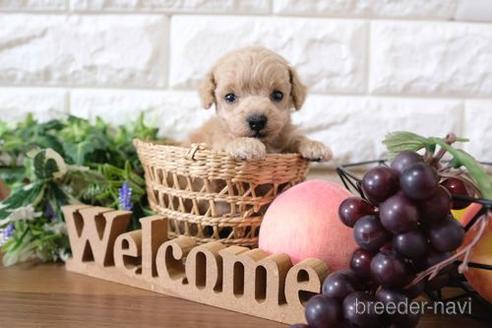 成約済の滋賀県のトイプードル-189651の3枚目