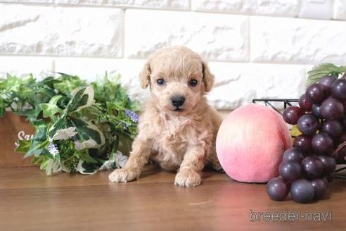 成約済の滋賀県のトイプードル-189651の2枚目