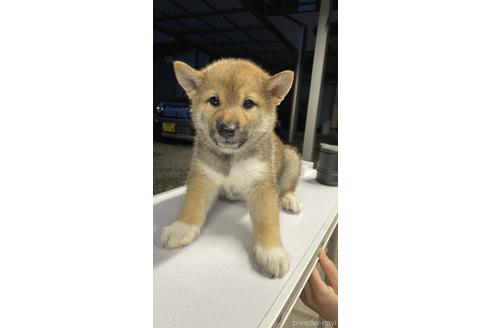 成約済の山梨県の柴犬-187477の1枚目