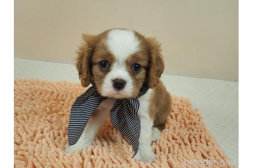 成約済の埼玉県のキャバリアキングチャールズスパニエル-187360の1枚目