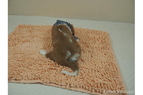 成約済の埼玉県のキャバリアキングチャールズスパニエル-187360の5枚目
