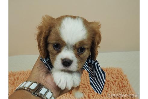 成約済の埼玉県のキャバリアキングチャールズスパニエル-187360の4枚目
