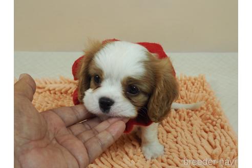成約済の埼玉県のキャバリアキングチャールズスパニエル-187370の5枚目