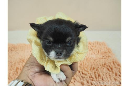 成約済の埼玉県のチワワ(ロングコート)-190666の1枚目